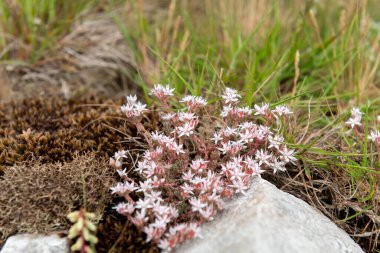Çiçek açan İngiliz taşının (sedum anglicum) kapanışı