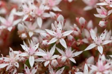 Çiçek açan İngiliz taşının (sedum anglicum) kapanışı