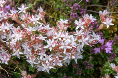 Çiçek açan İngiliz taşının (sedum anglicum) kapanışı