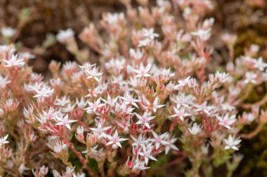 Çiçek açan İngiliz taşının (sedum anglicum) kapanışı