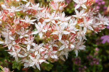 Çiçek açan İngiliz taşının (sedum anglicum) kapanışı