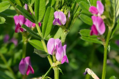 Çiçeklerin çiçek açtığı ortak bir nokta (vicia sativa) var.