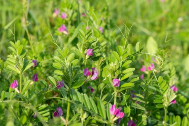 Çiçeklerin çiçek açtığı ortak bir nokta (vicia sativa) var.