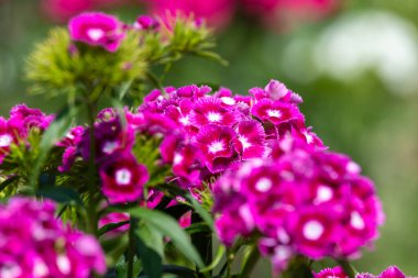 Çiçek açan pembe dianthus çiçeklerini kapat.