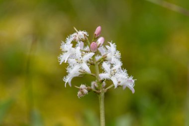 Çiçek açan bogfasülye (menyanthes trifoliata) çiçeklerini kapat