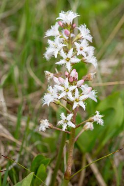 Çiçek açan bogfasülye (menyanthes trifoliata) çiçeklerini kapat