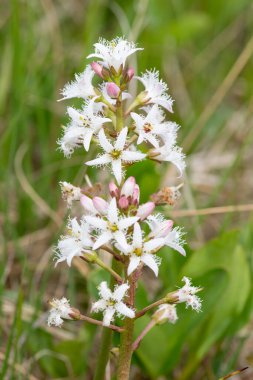 Çiçek açan bogfasülye (menyanthes trifoliata) çiçeklerini kapat