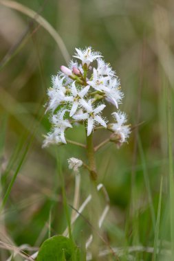 Close up of bogbean (menyanthes trifoliata) flowers in bloom clipart