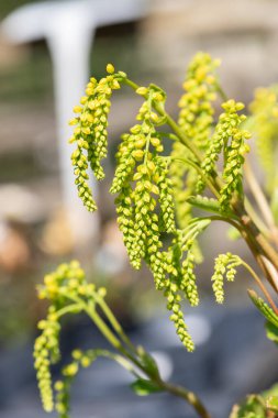 Çiçek açan bir altın damlasının (umbilicus opposite itifolius) kapağını kapat