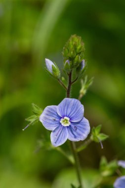 Bir Alman hız kuyusunun (veronica chamaedrys) çiçekli makro çekimi