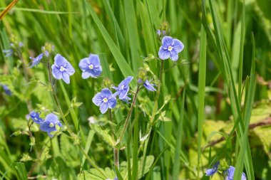 Çiçekler açan Germander Speedwell (Veronica Chamaedrys)