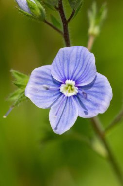 Bir Alman hız kuyusunun (veronica chamaedrys) çiçekli makro çekimi