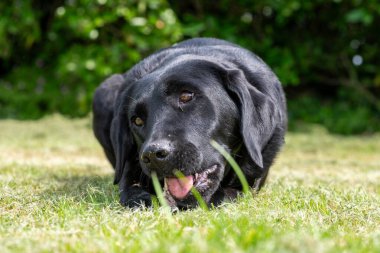 Çubuk çiğneyen siyah bir Labrador 'un portresi 