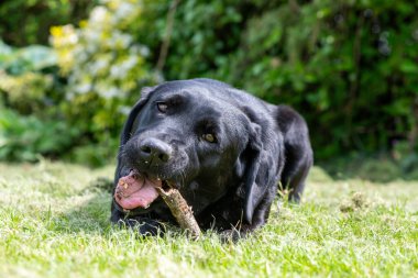 Çubuk çiğneyen siyah bir Labrador 'un portresi 