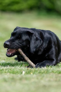 Bahçede çubuk çiğneyen sevimli siyah bir Labrador portresi