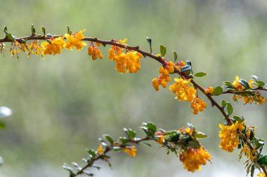 Darwin Barberry 'nin (berberis darwinii) çiçekleri çiçek açarken yakın plan