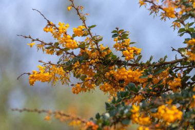 Darwin Barberry 'nin (berberis darwinii) çiçekleri çiçek açarken yakın plan