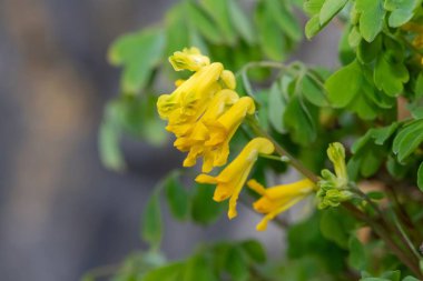 Sarı Corydalis (psödofumaria lutea) çiçekleri çiçek açmış.