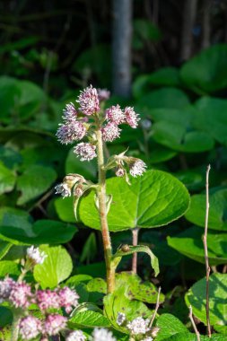 Kış helezonuna (petasite pyrenaicus) çiçek açar.