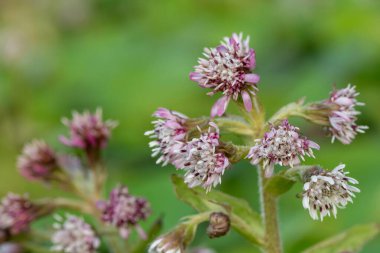 Kış helezonuna (petasite pyrenaicus) çiçek açar.