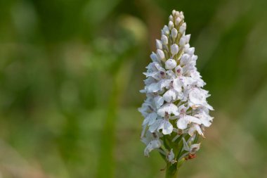 Çiçek açan bir çalılık benekli orkideye (dactylorhiza maculata) yakın plan