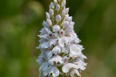 Çiçek açan bir çalılık benekli orkideye (dactylorhiza maculata) yakın plan