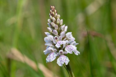 Çiçek açan bir çalılık benekli orkideye (dactylorhiza maculata) yakın plan