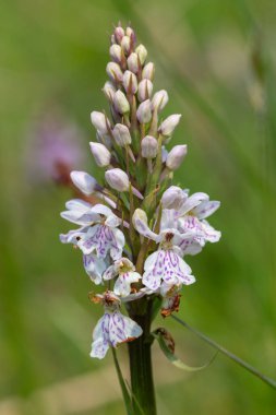 Çiçek açan bir çalılık benekli orkideye (dactylorhiza maculata) yakın plan