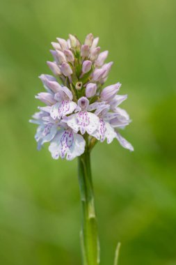Çiçek açan bir çalılık benekli orkideye (dactylorhiza maculata) yakın plan