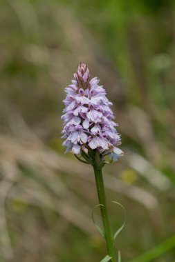 Çiçek açan bir çalılık benekli orkideye (dactylorhiza maculata) yakın plan