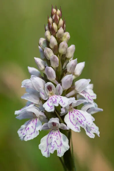 stock image Close up of a heath spotted orchid (dactylorhiza maculata) flower in bloom