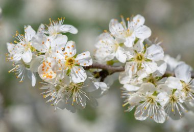 Chickasaw eriğinin Macro shot 'ı (prunus angustifolia)