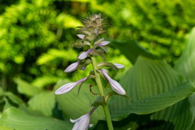 Bir hosta (Frances Williams) çiçekli zambak yakın çekim