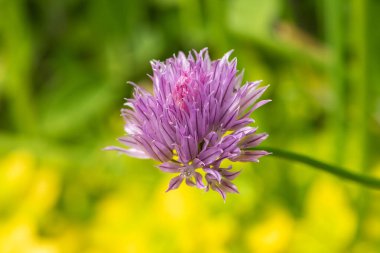 Çiçek açan bir Frenk soğanının (allium schoenoprasm) makro çekimi