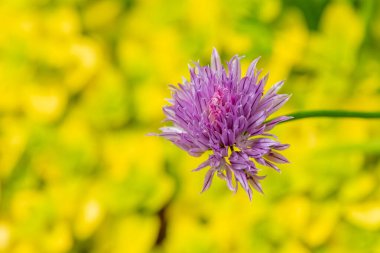 Çiçek açan bir Frenk soğanının (allium schoenoprasm) makro çekimi