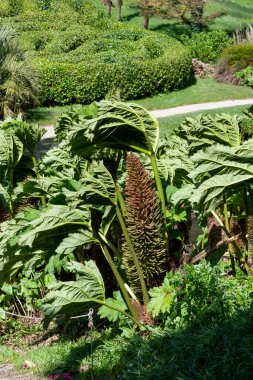 Çiçek açmış dev bir ravent çiçeğine yaklaş.