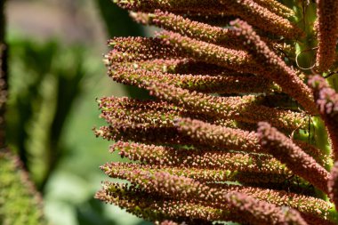 Çiçek açmış dev bir ravent çiçeğine yaklaş.