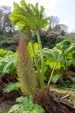 Çiçek açmış dev bir ravent çiçeğine yaklaş.