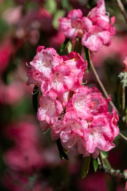 Close up of pink Rhododendron flowers in bloom