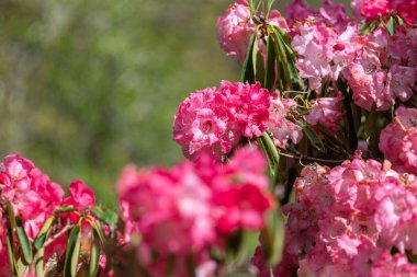 Close up of pink Rhododendron flowers in bloom