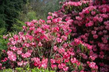 Close up of pink Rhododendron flowers in bloom