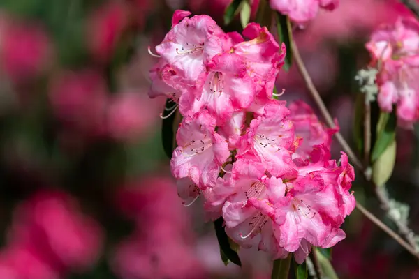 stock image Close up of pink Rhododendron flowers in bloom