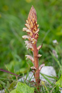 Yaygın bir süpürgenin (orobanche minor) çiçeğinin açılışını kapat