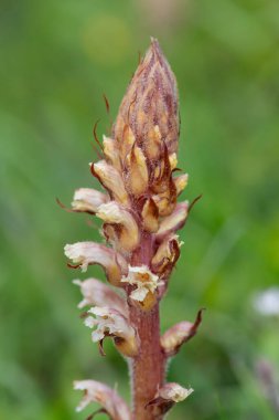 Yaygın bir süpürgenin (orobanche minor) çiçeğinin açılışını kapat