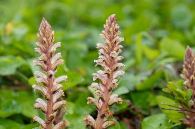 Close up of common broomrape (orobanche minor) flowers in bloom clipart