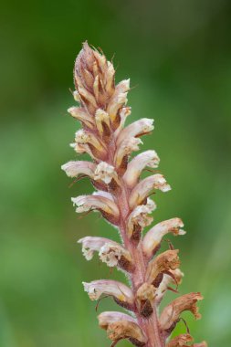 Yaygın bir süpürgenin (orobanche minor) çiçeğinin açılışını kapat