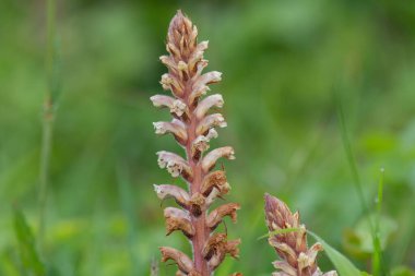 Yaygın bir süpürgenin (orobanche minor) çiçeğinin açılışını kapat