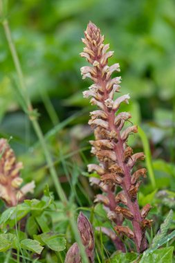 Yaygın bir süpürgenin (orobanche minor) çiçeğinin açılışını kapat