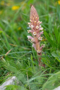 Close up of a common broomrape (orobanche minor) flower in bloom clipart