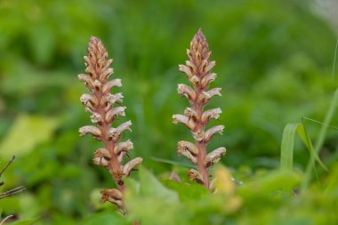 Çiçek açan genel süpürge (orobanche minor) çiçeklerine yaklaş